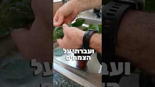 שיטה כיפית ומהירה לחיסול המזיקים בעציצים