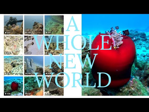 Mauritius Underwater: A Kaleidoscope of Marine Encounters!
