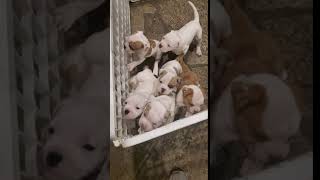 Alapaha Blue Blood Bulldog Puppies Videos