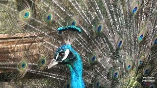 Pfau Peacock Pfau schlägt Rad Peacocks Opening Feathers Federkleid