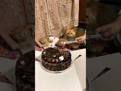 Awab kat birthday cake with cat baby's