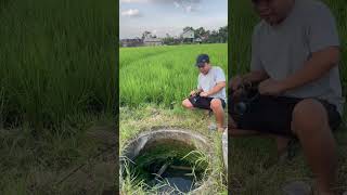 Download lagu FISHING FOR BABON CHANNA IN THE OLD WELL!!! GREAT #fishing #channa #auranti #limbata mp3 Download lagu FISHING FOR BABON CHANNA IN THE OLD WELL!!! GREAT #fishing #channa #auranti #limbata mp3