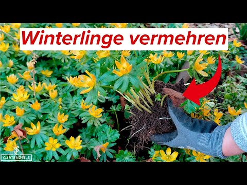 Winterlinge vermehren - So einfach geht's!
