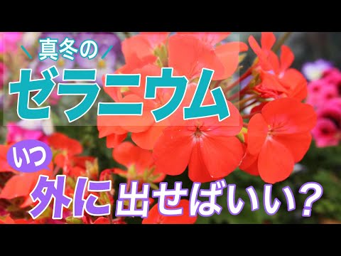 園芸 アイビーゼラニウムに関するよくある質問