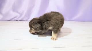 ハーフ犬の動画01