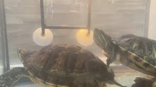 Red-eared slider turtle Reptiles Videos