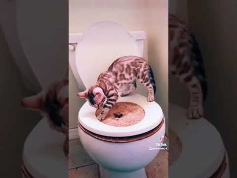 Train your cat to go to the toilet in the right place  | Cute cats | Pets Z