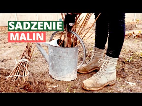 Jak i kiedy sadzić MALINY w ogrodzie? Sadzenie malin krok po kroku
