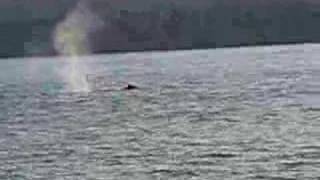 Whales