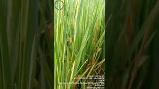 Download lagu Hama wereng putih di tanaman padi mp3 Download lagu Hama wereng putih di tanaman padi mp3