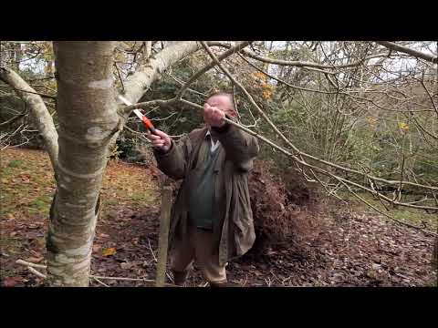 Pruning and shaping up a magnolia - Burncoose Nurseries