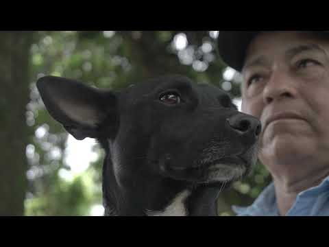 El perro que se cree vigilante