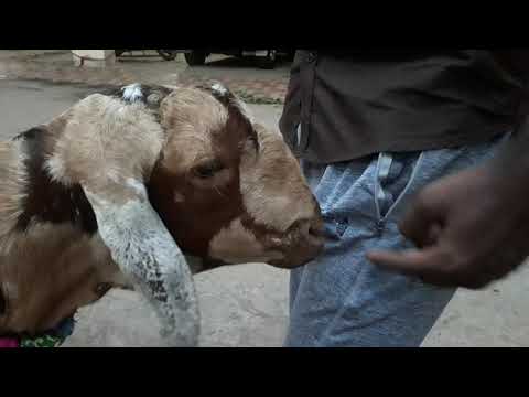 Goat bit my finger |Charlie the goat