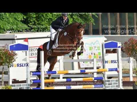 4 jährige Holsteiner Stute von Dinken x Quo Vados I