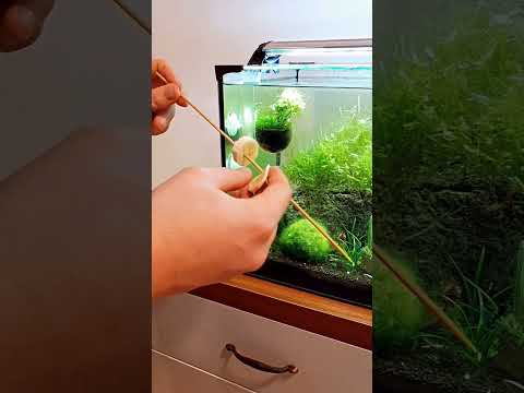 Best home made food for shrimp ll Banana for shrimp ll #deepjangid #shrimp #shrimpfood #shortvideo