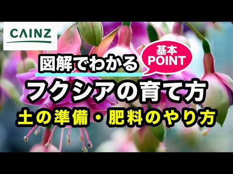 園芸 ロイヤル フクシア レイツィイ、丈夫なつる性フクシア