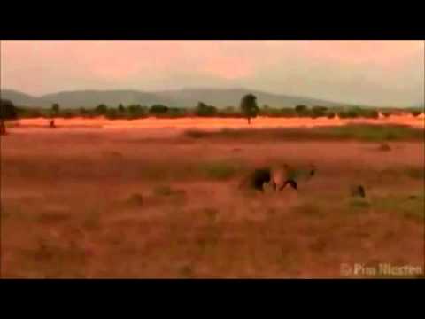 The African Savannah Short Documentary