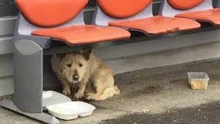 Scared Homeless Dog Has the Rescue of a Lifetime. Her Transformation Will Melt Your Heart.