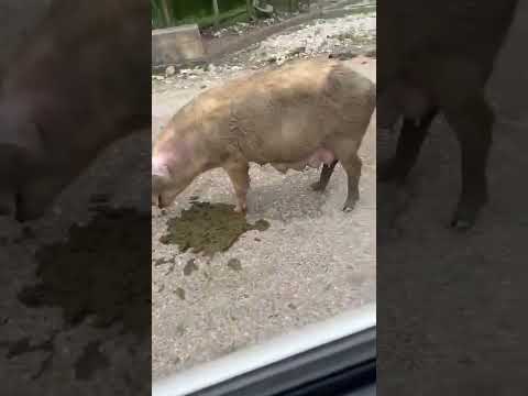 , title : 'لماذا لا يجوز أكل الخنزير؟ شاهد وقل الحمد لله على نعمة الإسلام'