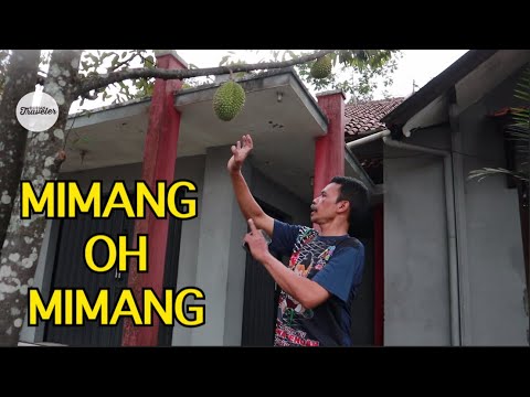 download lagu mp3 mp4 Mimang, download lagu Mimang gratis, unduh video klip Mimang