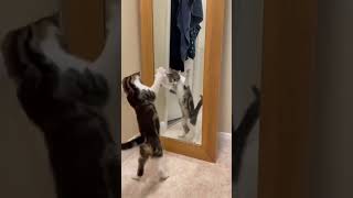 cat dance front of mirror😎😱 #shorts #viral #