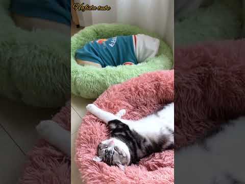 drôle 😆#funny #dog #shorts