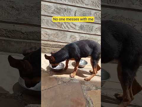 What I am good at..#siblings #protectiveinstinct #foryou #petsrule #trendingshorts