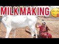 Viral Cow Milk Making Vlog Prepare