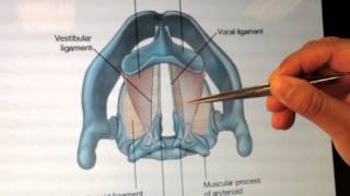 Larynx Anatomy (2 of 5): Cartilages and Membranes (Part 2) - Head and Neck Anatomy 101
