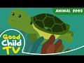 Kids Song - The Turtle Song | Animal Songs