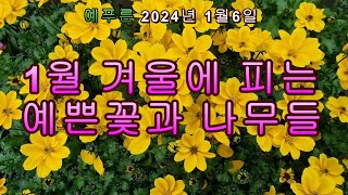 24년1.6) 1월 겨울에 피는 예쁜 꽃과 나무들 (예푸른 전국택배)