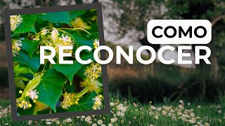 Tila ¿Qué es lo que estás tomando ☕ Reconocimiento y usos de la Tila 🌿