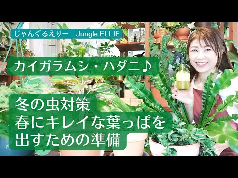 園芸 冬になると虫はどうなるの?