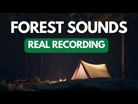 Forest Sounds at Night: Relaxing Nature Sounds & Crickets for Sleeping (3 Hours)