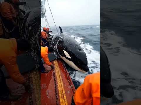 #baleno #Balena #mare