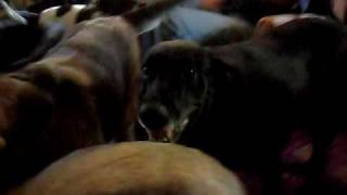 Lots of Dogs