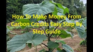 How To Make Money Trading Carbon Credits That You Actually Create