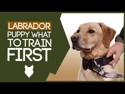 LABRADOR PUPPY TRAINING! What To Train Your Labrador Puppy First!?