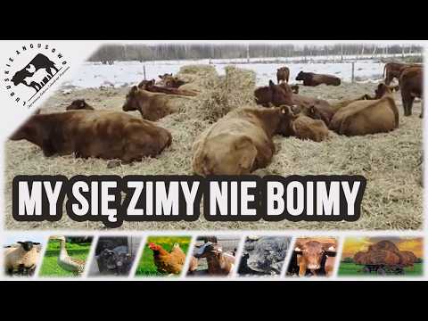 Lubuskie Angusowo - S9 E1 - Farm animals are not afraid of frost.