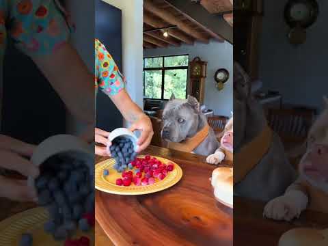 soy el postrero  perro más guapo? #viral #perros #perrofeliz #dúo