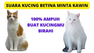 Download lagu suara kucing betina minta kawin 100% ampuh membuat kucing birahi mp3