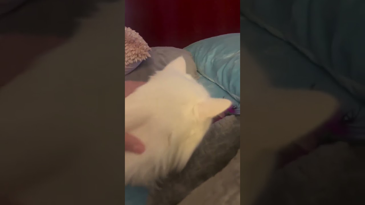 Angel, a ADOPTABLE Persian in Ennis, TX video 6/6