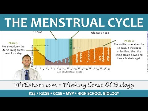 The Menstrual Cycle - GCSE Biology (9-1)