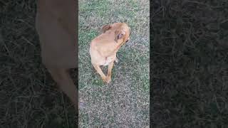 Video preview image #1 Mutt Puppy For Sale in Woodbury, NY, USA