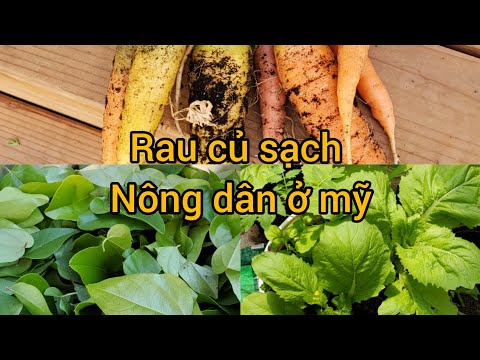 , title : 'Cách pha nước phân tưới cây. Nông thôn sạch ở mỹ thu hoạch khủng ra sao'