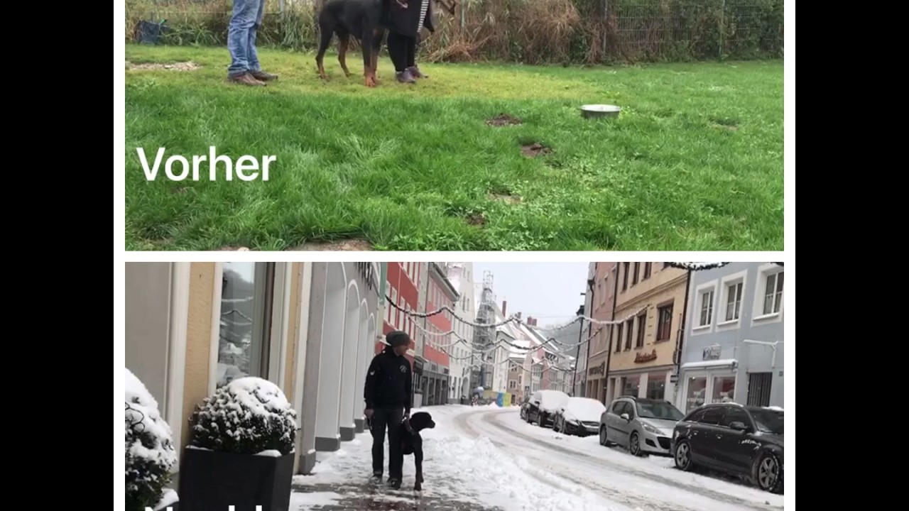 Drill und Leckerlis sind völlig überflüssig