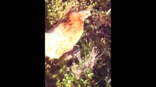 The OCD's- I need a woman. Rockabilly