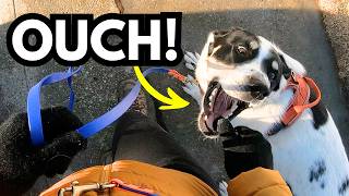 Dog Takes Treats Painfully? Try These 3 EASY Fixes!