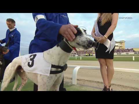 Star Sports Greyhound Derby Previews 2018 - IRISH LEADING CONTENDERS