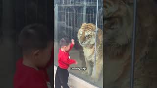 Download lagu This tiger was invited to play with a small child #funny #shorts mp3